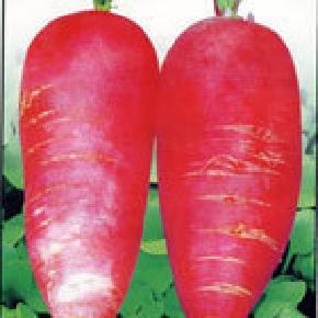 优质红萝卜种子睿优红萝卜一号-高产,耐贮