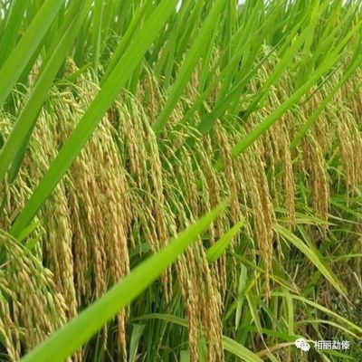 【傣语新闻】我省低纬高原水稻种子质量 控制技术研发取得重大突破